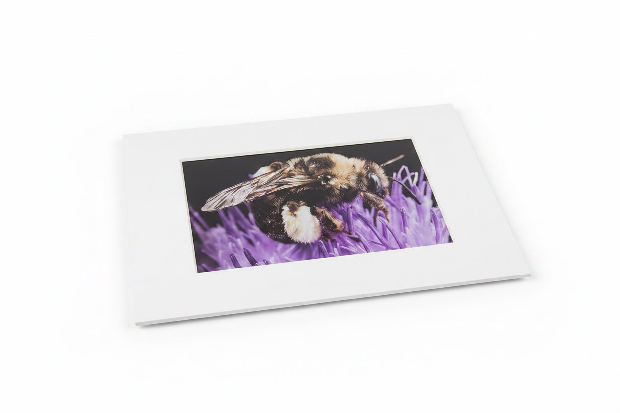 Elise Fog Prints