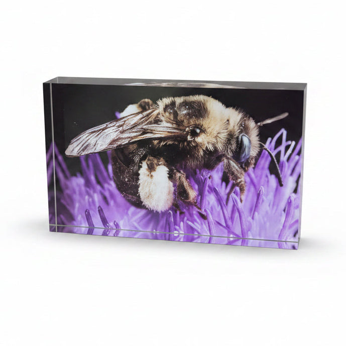 Long Horned Bee on Thistle