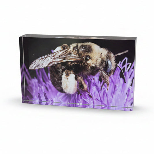 Long Horned Bee on Thistle