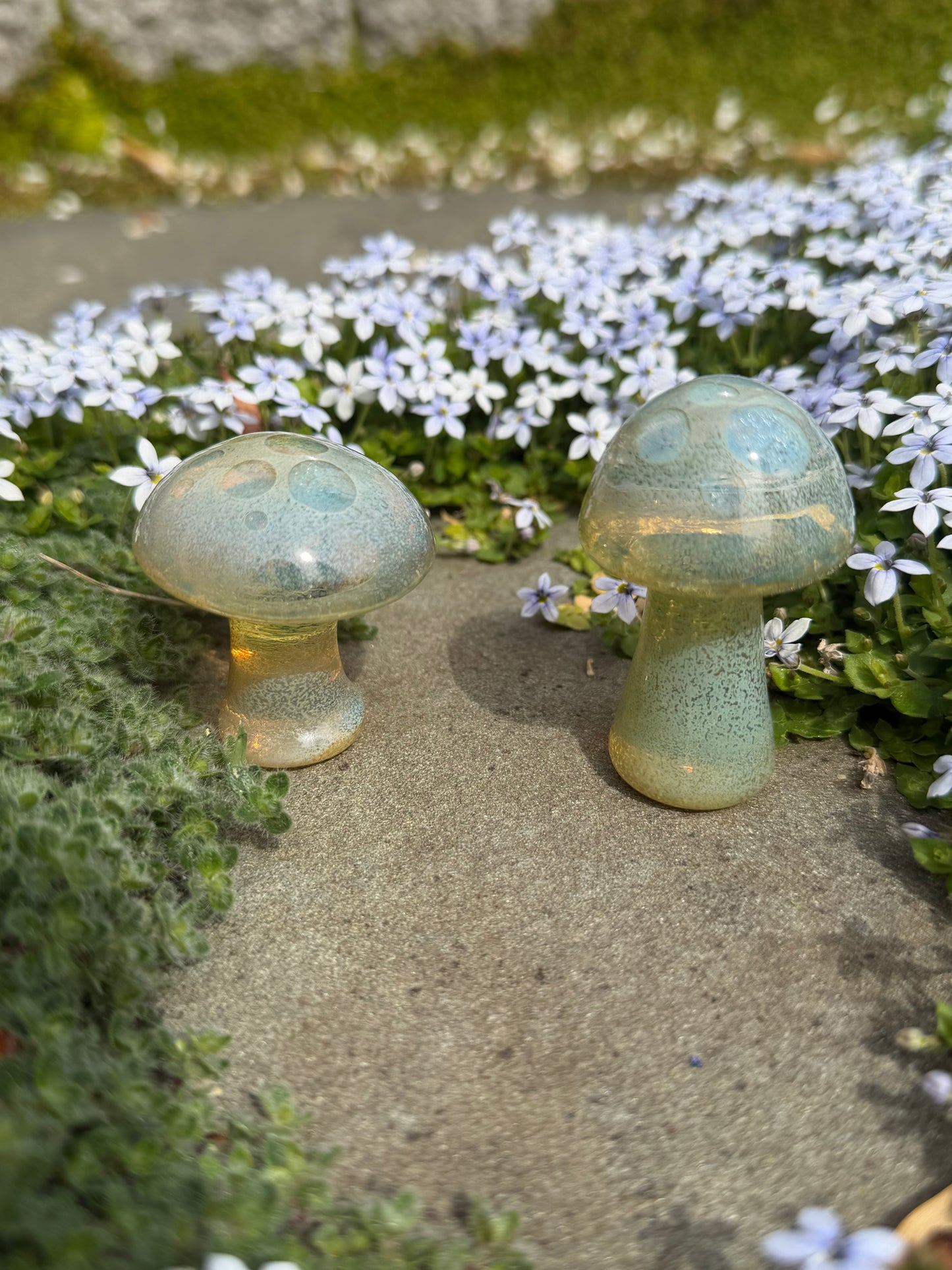 Button Mushroom