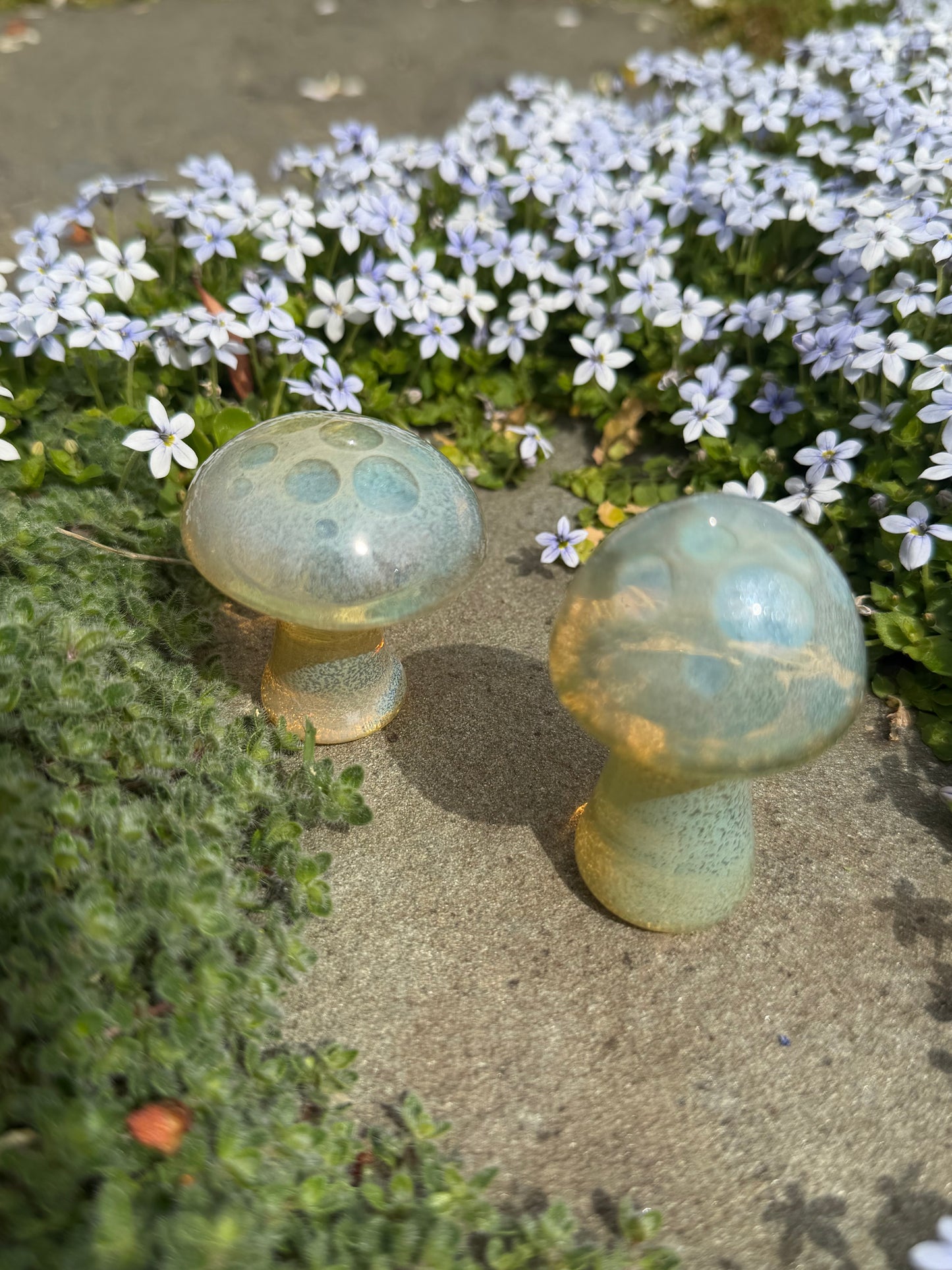Button Mushroom